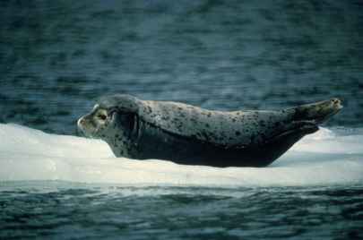 seal_on_patch_of_ice_floating_in_water_phoca_vitulina